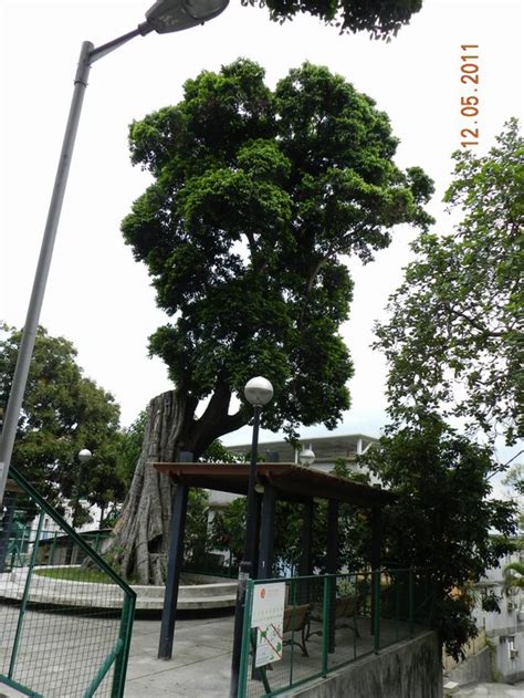 錦葉欖仁|樹木谷Hong Kong Tree Society